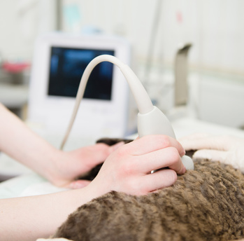 Ultraschalluntersuchung einer Katze