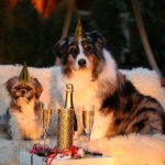 Zwei Hunde feiern Silvester - Foto: Pixabay / markito