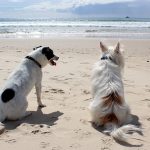 Hunde am Strand (Foto: Pixabay / AnnerleyHub)