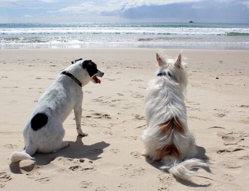 Kurze Auszeit: Urlaub vom 02.07. bis 16.07.2022
