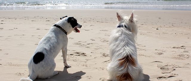 Hunde am Strand (Foto: Pixabay / AnnerleyHub)