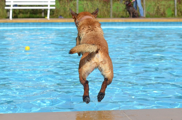 Hund springt in Schwimmbecken (Foto: Pixabay / 825545)