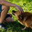 Junge streichelt Hund (Foto: Pixabay/jarmoluk)